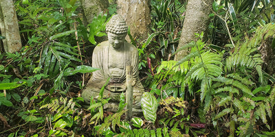 Vipassana Meditation in the Ancient Hawaiian Forest